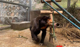 动物性视频,捕捉生命瞬间